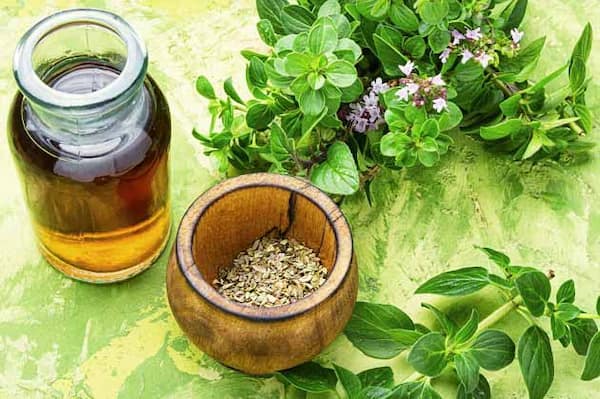 تصویر 1 از قیمت پونه کوهی خشک شده + خرید باور نکردنی